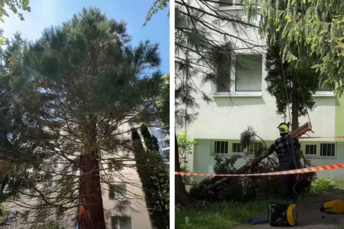 Ilustračný obrázok k článku V srdci Slovenska rastie hotový UNIKÁT: TAKÝTO strom veru len tak nenájdete, VIDEO