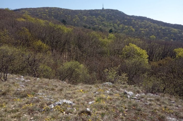 Ilustračný obrázok k článku Zažite MÁGIU lesa v čase letného SLNOVRATU: Prehliadka bude BEZPLATNÁ a so SPRIEVODCOM