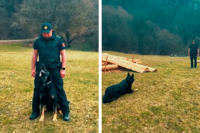 Ilustračný obrázok k článku Ukážková POSLUŠNOSŤ policajného psa: Chucky si získal SRDCIA stoviek ľudí, VIDEO