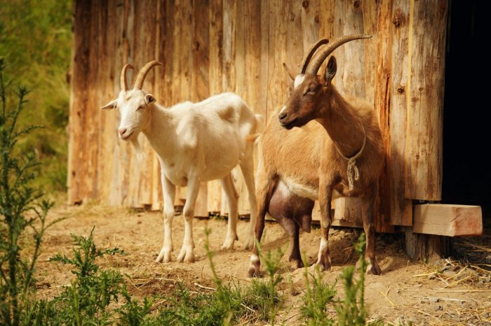 Ilustračný obrázok k článku O historickú lokalitu sa starajú živé "kosačky": Na Molpíre spásajú náletové dreviny