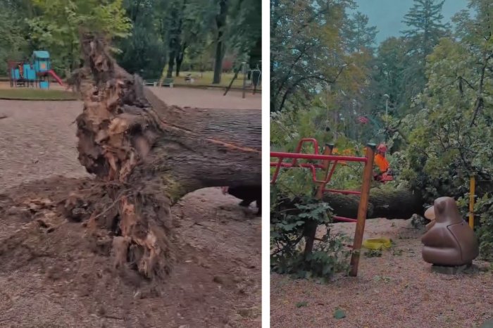 Ilustračný obrázok k článku HRÔZA v Piešťanoch: Na detské ihrisko sa ZRÚTIL mohutný strom!