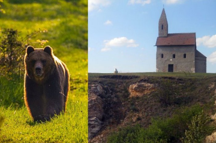 Ilustračný obrázok k článku MEDVEĎA videli aj pod Dražovským kostolíkom: Mesto Nitra REAGUJE! Čo RADÍ obyvateľom?