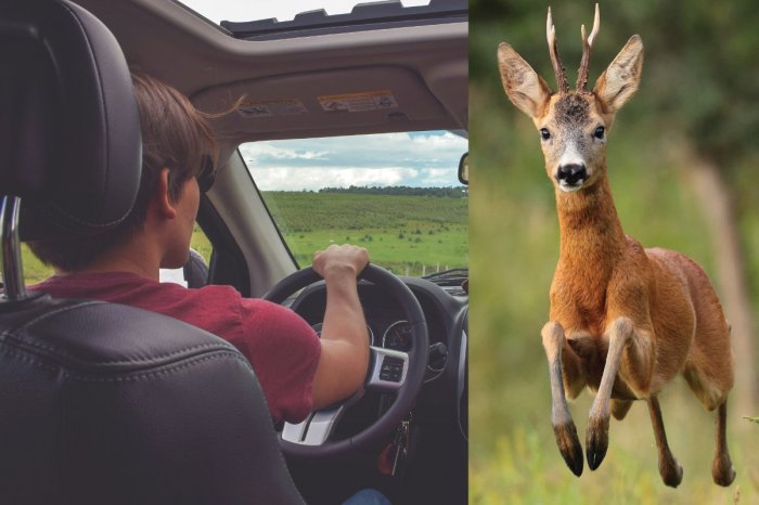 Ilustračný obrázok k článku Poľovníci VARUJÚ vodičov: Začína sa srnčia RUJA! Správanie zvierat bude NEPREDVÍDATEĽNÉ