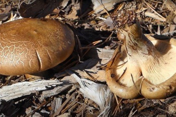 Ilustračný obrázok k článku Poznáte TÚTO hubu? Staré atlasy ju odporúčajú do guláša, odborníci pred ňou VARUJÚ