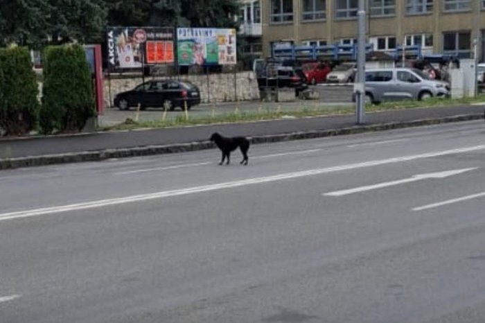 Ilustračný obrázok k článku Hrozí zrážka s autom, po cestách v Prešove pobehuje fenka: Vyplašená bola na štvorprúdovke