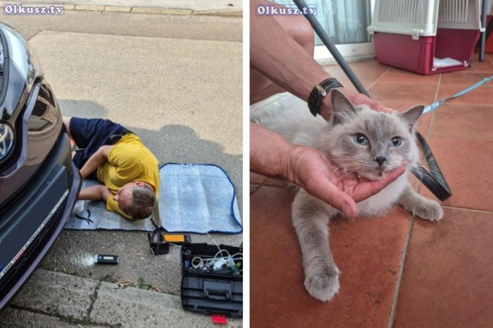 Ilustračný obrázok k článku Neuveriteľná mačka! Vyskočila z okna v Poľsku, pod nárazníkom AUTA sa dostala k Jadranu