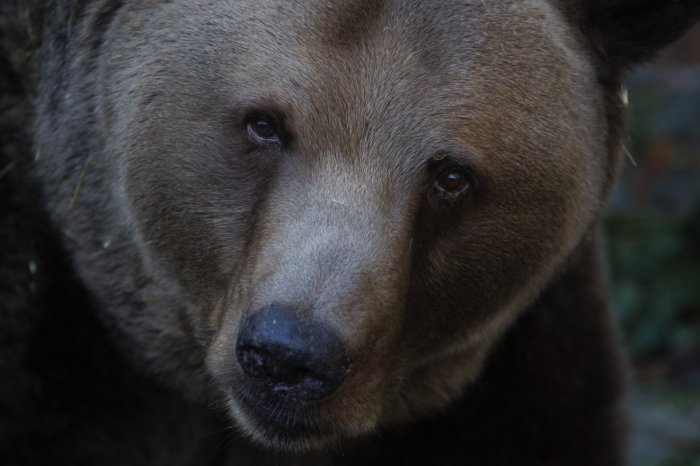 Ilustračný obrázok k článku Obce v Nitrianskom kraji varujú pred MEDVEĎOM! Na tieto miesta NECHOĎTE, píšu