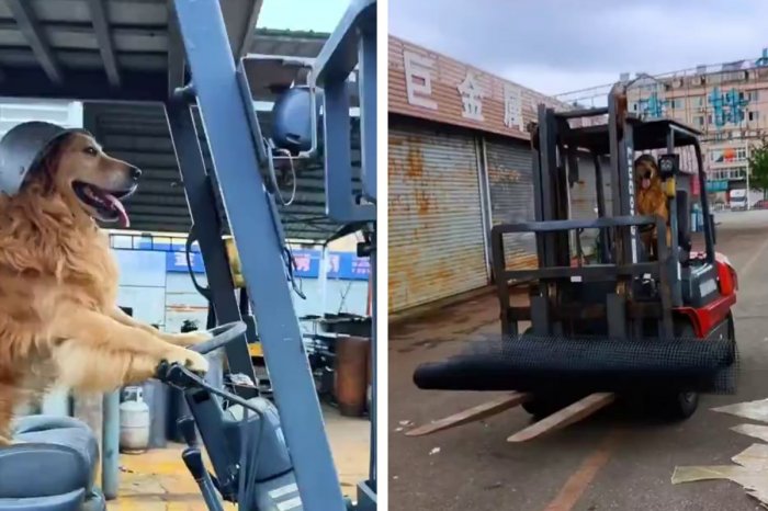 Ilustračný obrázok k článku KURIOZITA DŇA: Zlatý retriever sa naučil šoférovať vysokozdvižný vozík! VIDEO