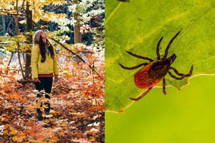 Ilustračný obrázok k článku Odborníci varujú: Myslíte si, že na jeseň vás kliešte neohrozujú? CHYBA!