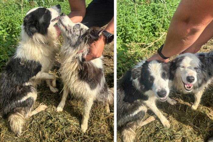 Ilustračný obrázok k článku Skvelá práca policajtov! Zúfalej žene zachránili a našli jej milovaných psíkov