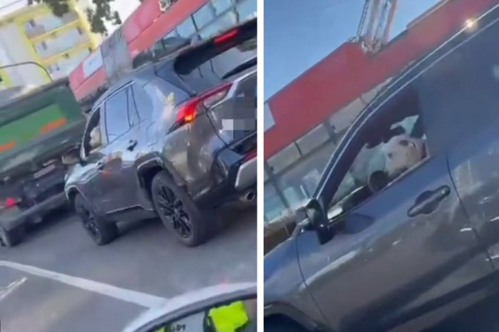 Ilustračný obrázok k článku Kuriózne VIDEO: Policajti si mohli oči vyočiť! Za volantom sedel PES