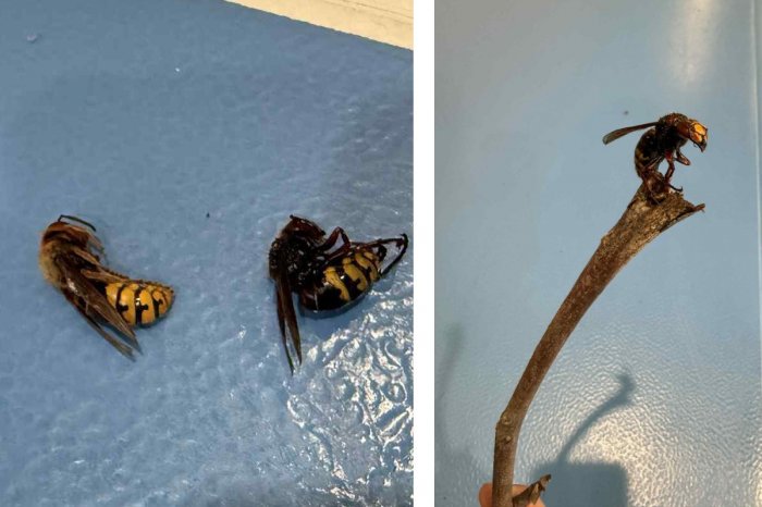 Ilustračný obrázok k článku Invázia SRŠŇOV! Športovú halu v Modranke museli ZATVORIŤ