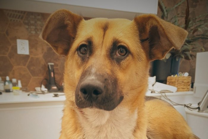 Ilustračný obrázok k článku Opitý chlap MLÁTIL psíka hokejkou! Zverejnili, aký trest dostal a Slováci ZÚRIA