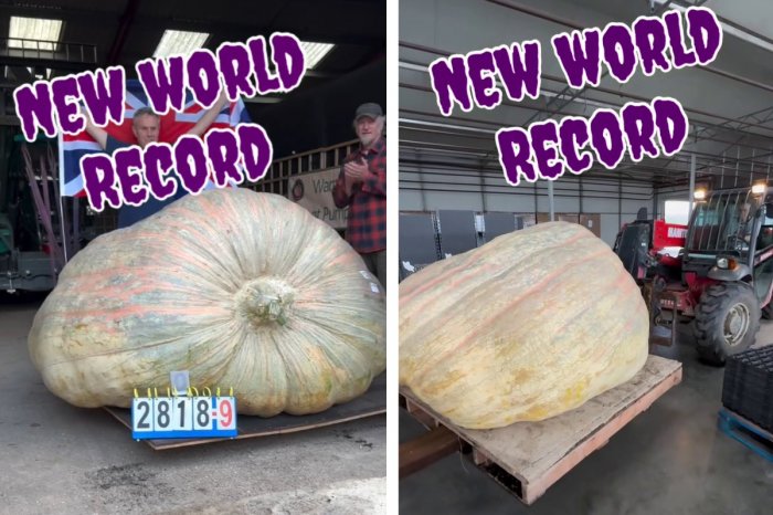 Ilustračný obrázok k článku Nový SVETOVÝ rekord! Bratia vypestovali GIGANTICKÚ tekvicu, váži takmer 1 300 kíl