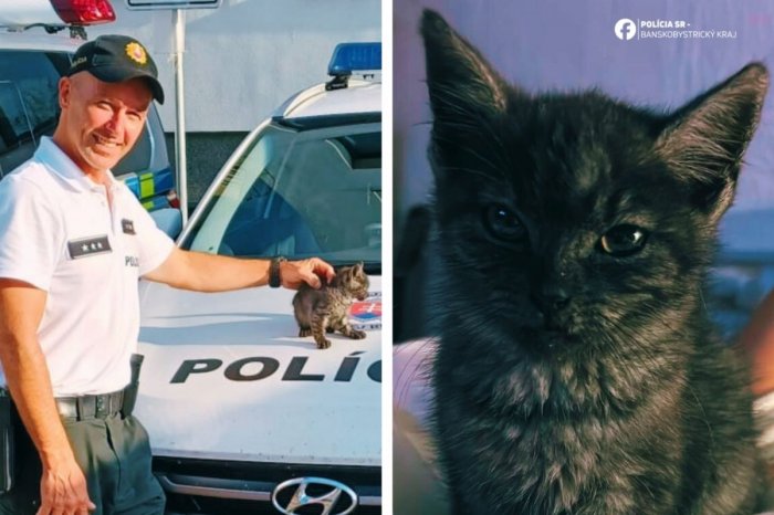 Ilustračný obrázok k článku Policajti ZACHRÁNILI život mačiatku: Našlo si DOMOV, no jedno zostáva TAJOMSTVOM, FOTO