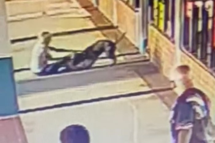 Ilustračný obrázok k článku Seniorku (70) NAPADOL rozzúrený pitbul: Aby sa ubránila, UHRYZLA ho do krku! VIDEO