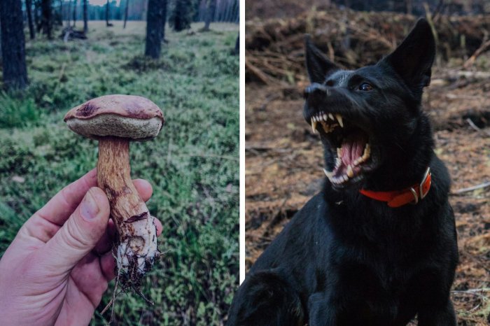 Ilustračný obrázok k článku HOROROVÉ nešťastie v lese: Na hubára (†46) zaútočili tri psy, ZOMREL v nemocnici