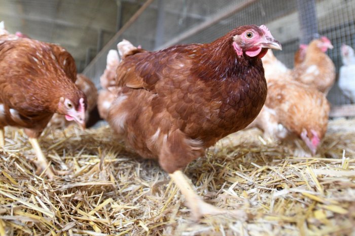 Ilustračný obrázok k článku Vtáčia chrípka v Šúrovciach: RÁZNA reakcia! V regióne SPRÍSNILI opatrenia