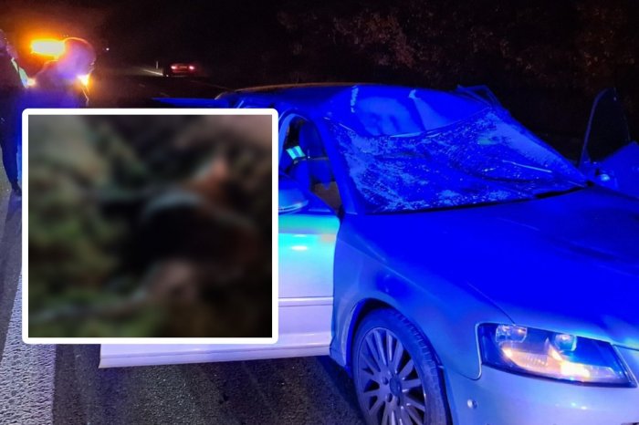 Ilustračný obrázok k článku ŠOK na slovenských cestách: Vodič na východe zrazil LOSA! Dvaja ľudia sa ZRANILI