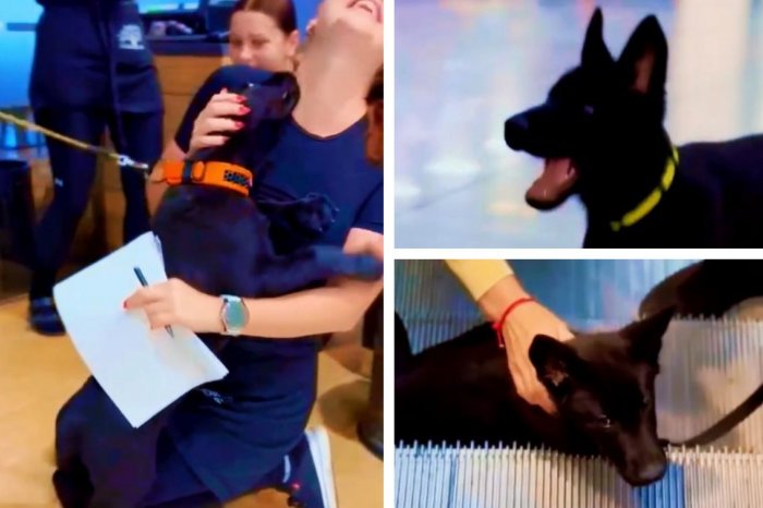 Ilustračný obrázok k článku Yoshi a Yago vyrazili do PRVEJ akcie: Štvornohí POLICAJTI si razom získali srdcia ľudí, VIDEO