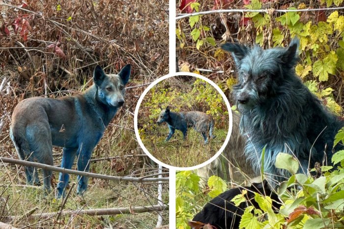 Ilustračný obrázok k článku Ďalšia ZÁHADA Černobyľu: V okolí jadrovej elektrárne sa objavili MODRÉ psy! FOTO
