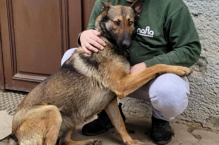 Ilustračný obrázok k článku Urgentná prosba: Hľadá sa fenka vlčiaka z Veľkého Šariša, v noci zmizla bez stopy