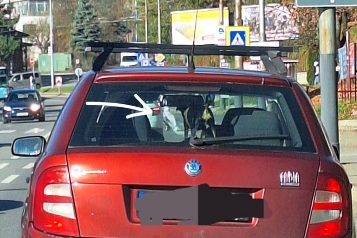 Ilustračný obrázok k článku Vodičom sa naskytol KURIÓZNY pohľad: Pes v aute UDIVOVAL svojím balansom, FOTO