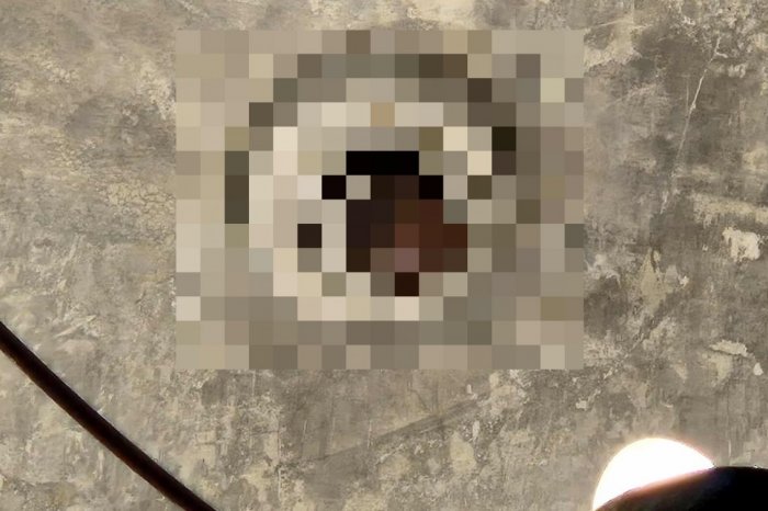 Ilustračný obrázok k článku Nič KRAJŠIE dnes neuvidíte! Ľudí bavil ROZKOŠNÝ návštevník hradu, VIDEO a FOTO