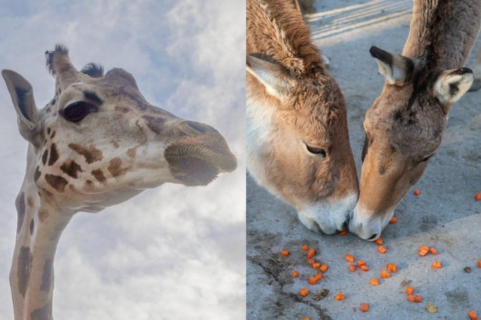 Ilustračný obrázok k článku Oslávte 17. november v ZOO: Čaká vás PROGRAM a symbolické vsutpné