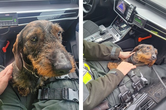 Ilustračný obrázok k článku ROZRUCH na R1: Po rýchlostnej ceste pobehovala sučka Fara! Prebehla 20 KILOMETROV