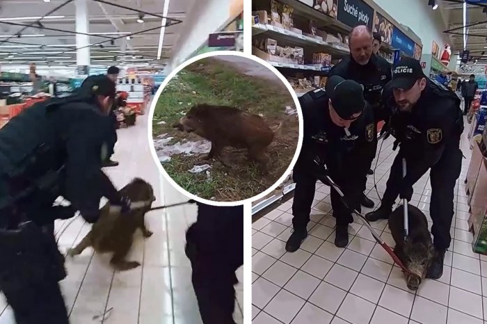 Ilustračný obrázok k článku Ľudí v supermarkete prekvapil DIVIAK! Policajti ukázali VIDEO z kuriózneho zásahu