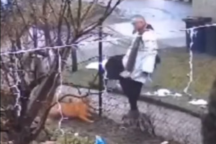 Ilustračný obrázok k článku VIDEO, ktoré pobúrilo Poliakov: Kňaz cez plot KOPAL do psa! Dostal SMIEŠNU pokutu