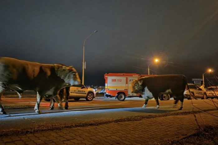 Ilustračný obrázok k článku KURIOZITA hodná silvestra: Vodiči v Prešove zažili šok, pomedzi autá pobehovalo 5 býkov, FOTO