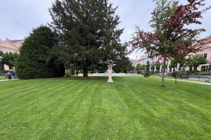 Ilustračný obrázok k článku Z Mestského podniku služieb hlásia: Stromy sú od moču VYSCHNUTÉ, neraz sa stretnú s agresiou