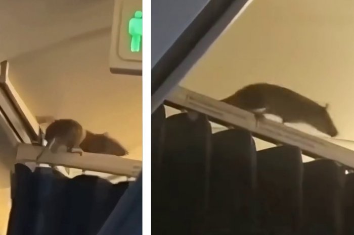 Ilustračný obrázok k článku VOTRELEC na palube: V lietadle pobehoval obrovský POTKAN! VIDEO