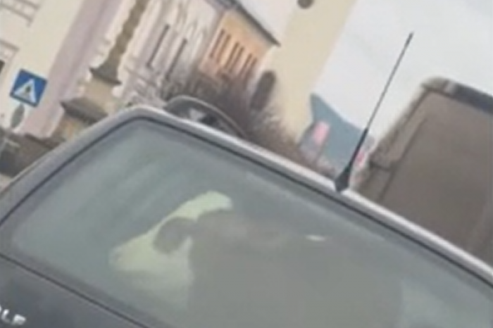 Ilustračný obrázok k článku NEUVERITEĽNÉ video z východu: V osobnom aute sa krčí teľa, zábery sú hitom internetu