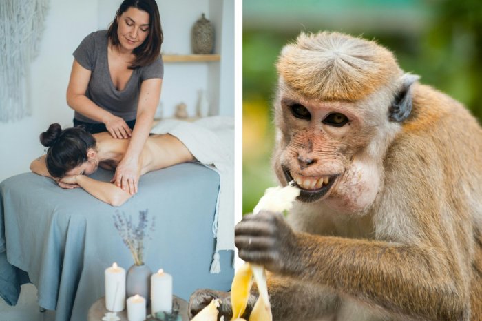 Ilustračný obrázok k článku Poisťovňa sa podelila o BIZARNÉ udalosti: Slovákov potrápila OPICA aj masáž na Bali