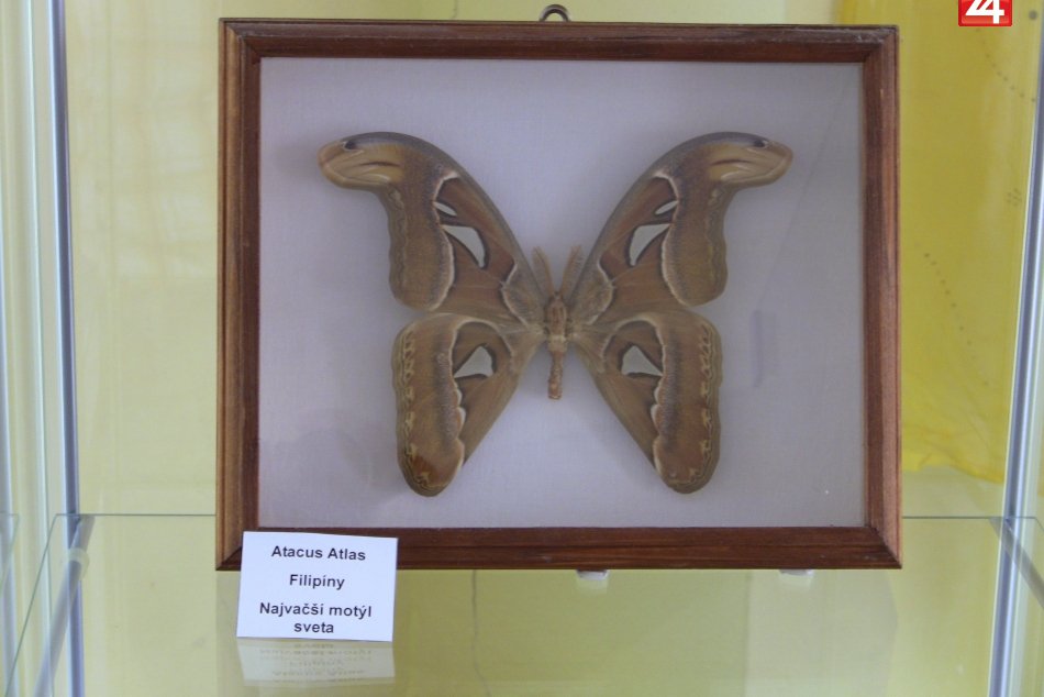 Vystava motylov