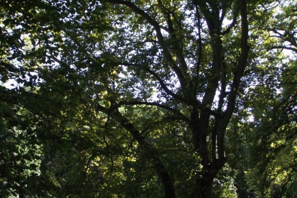 Jeden z najstarších stromov v Hlohovci: Platan javorolistý  v Zámockej záhrade