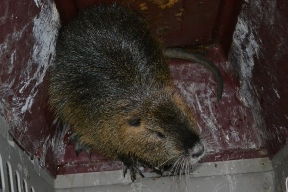 Zachránený vodný hlodavec