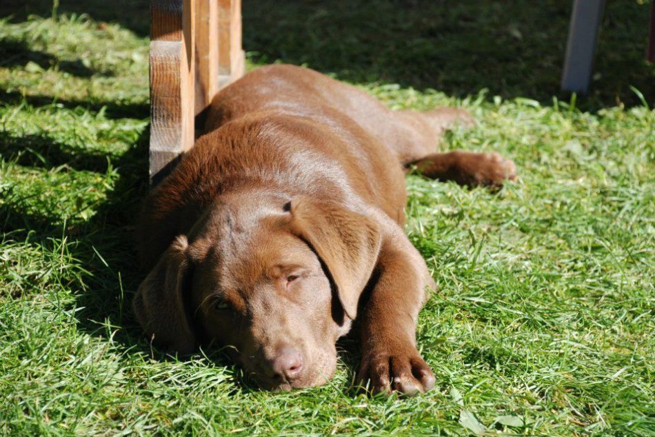 Hľadá sa psík Bony! Stratil sa na Zobore