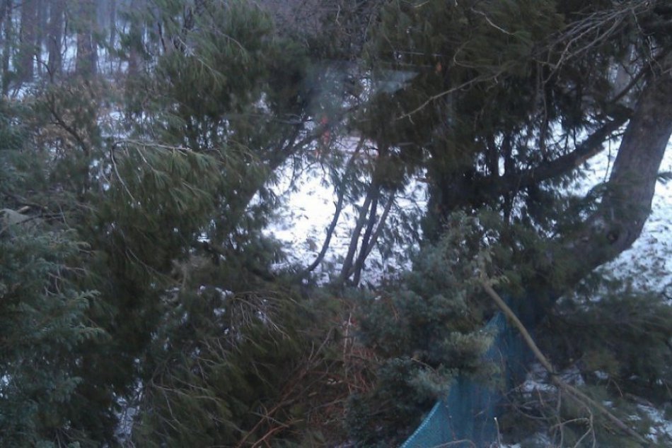 Silný vietor rúcal stromy v Betliarskom parku