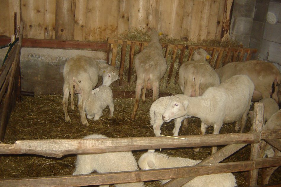 Ovčí salaš, Švedlár