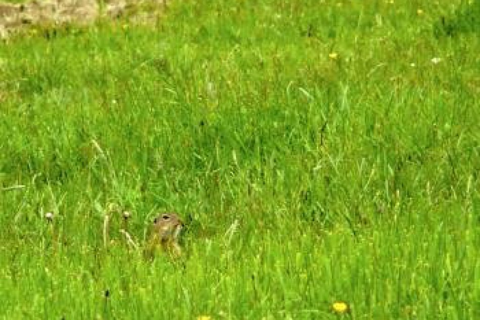 Syseľ pasienkový Muráň