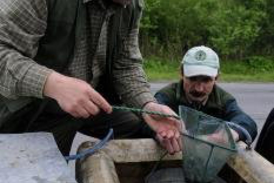 V tatranských potokoch pribúdajú mladé ryby. Lesníci vypustia do vody až 70 tisí