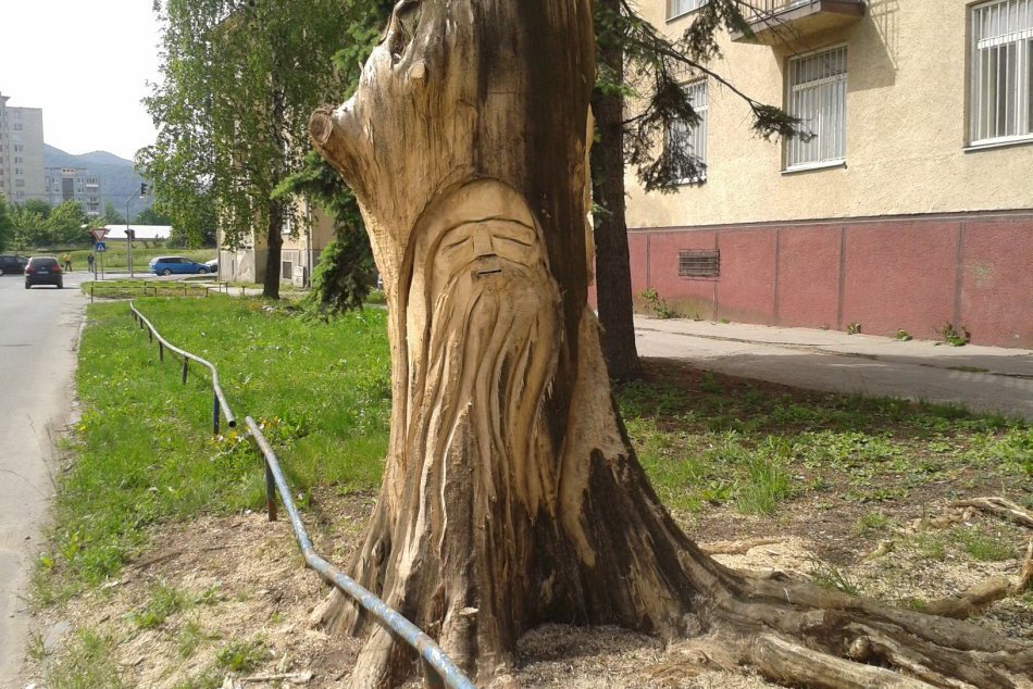 V Humennom ožil aj druhý strom