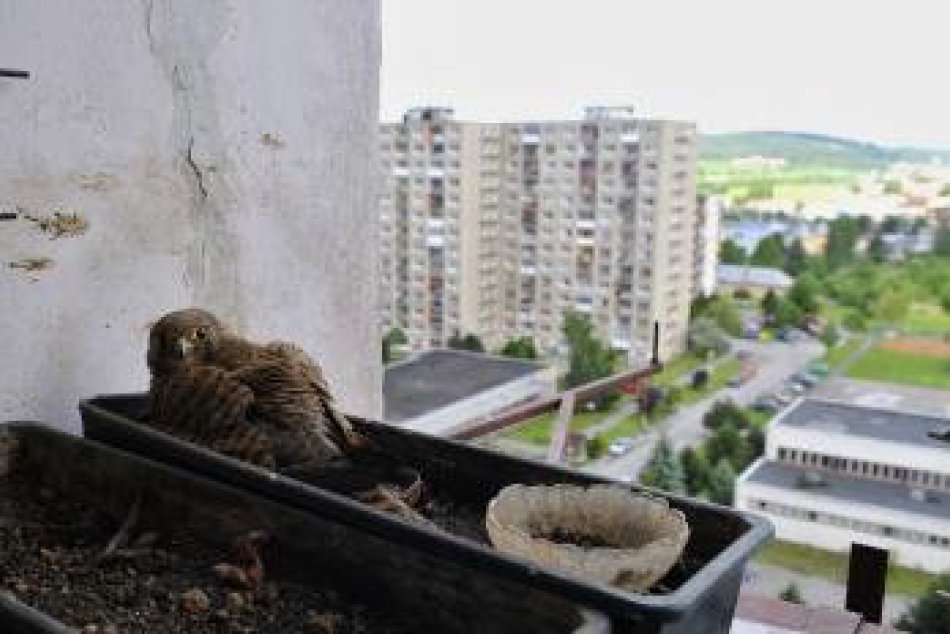 Sokol myšiar na balkóne pani  Herenyovej v Spišskej