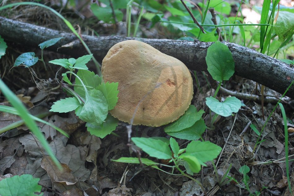 Hubárska sezóna v plnom prúde pod Tribečom