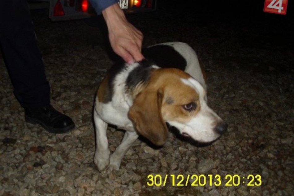 Týchto psíkov našli pobehovať po Rožňave