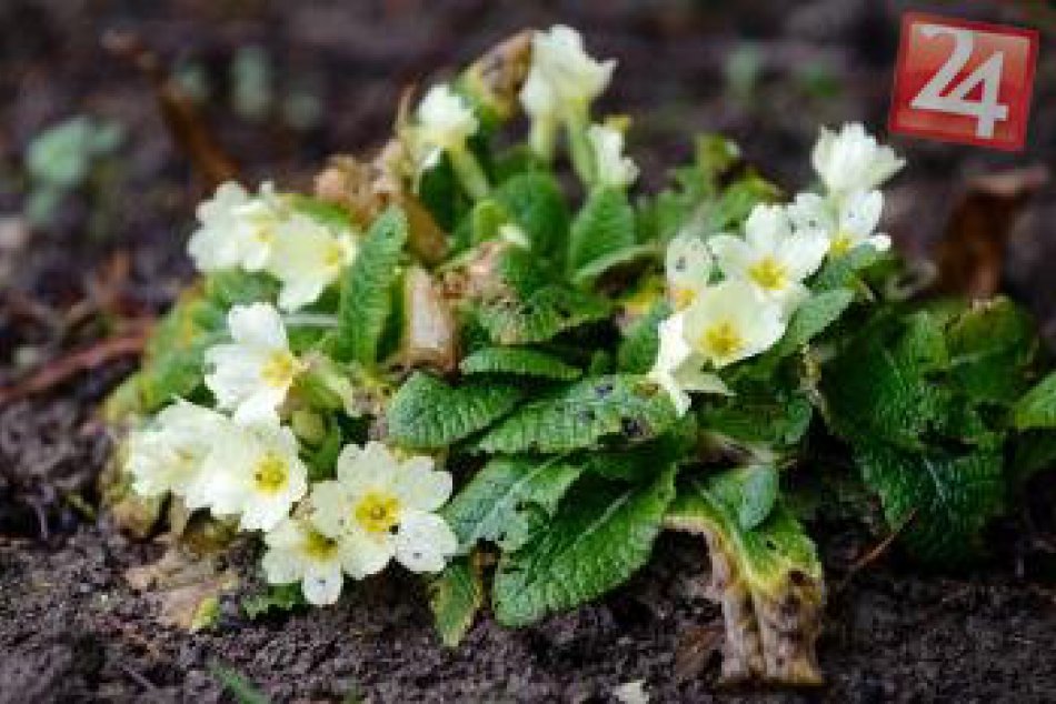 V januári zakvitli dreviny v Arboréte Mlyňany